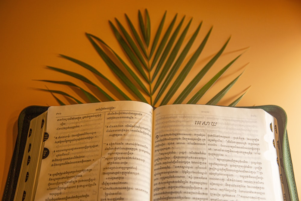 a book open with a plant in the background