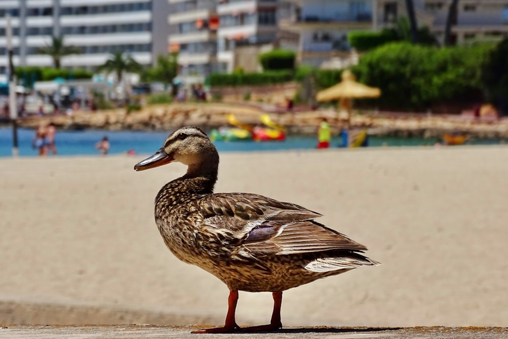 Un uccello in piedi sulla cima di una spiaggia sabbiosa
