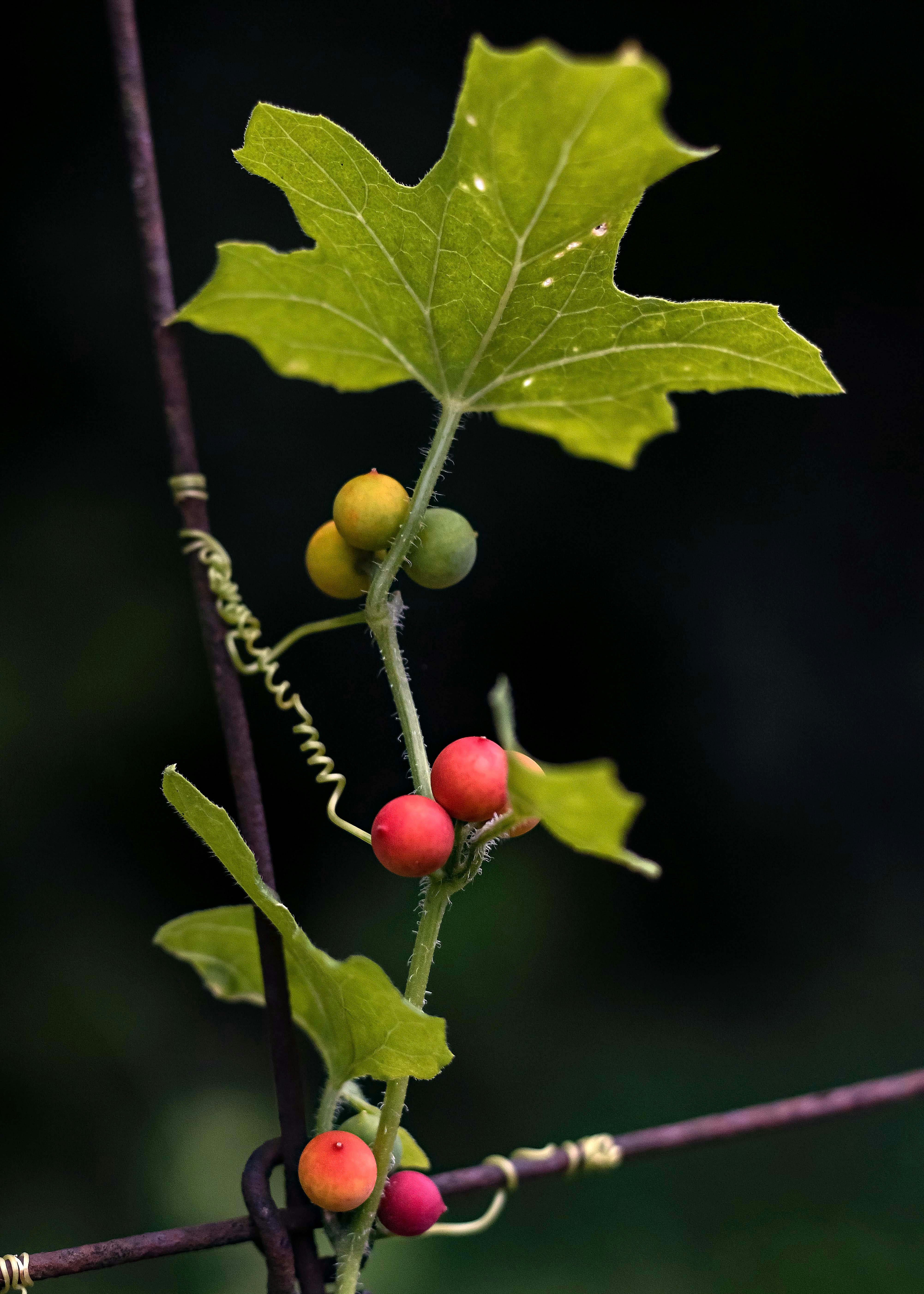 a close-up of a leaf with berries on it