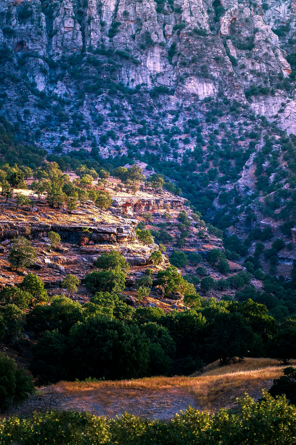 a landscape with trees and plants