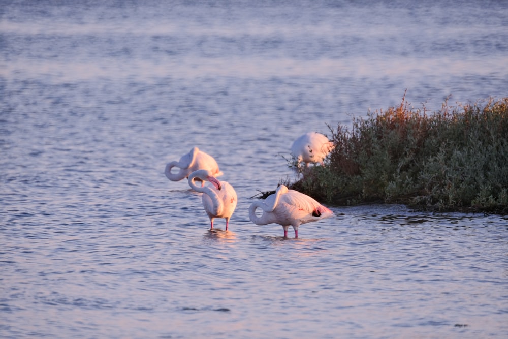 a group of birds in the water