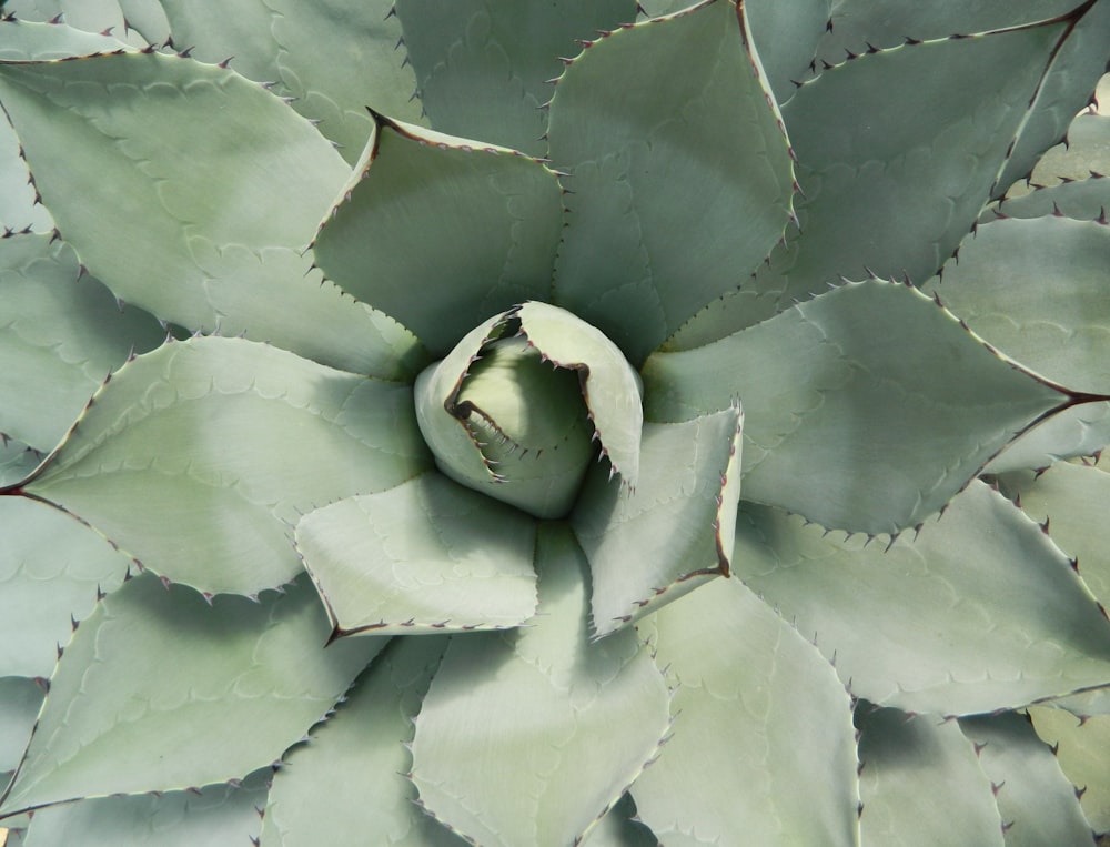 a close up of a leaf