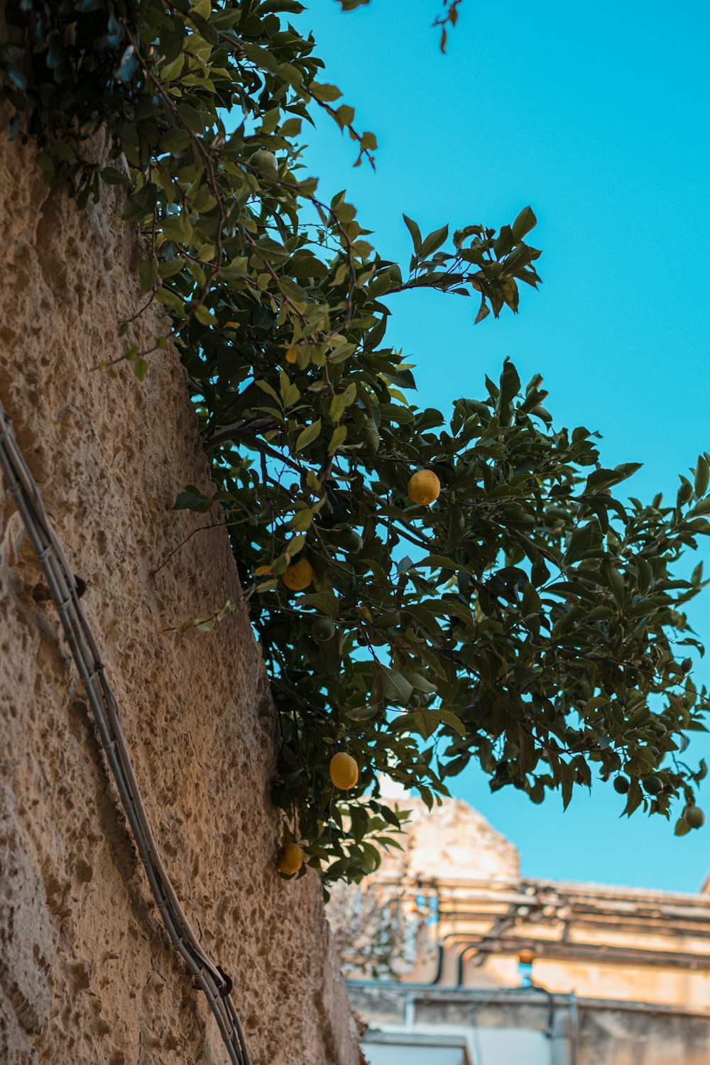 a tree with fruit growing on it