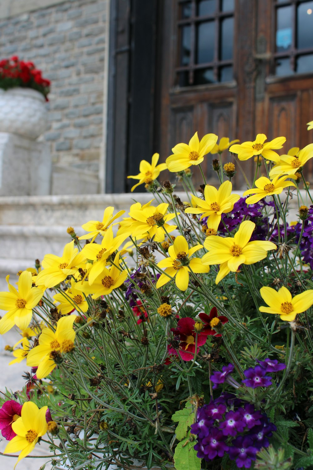 a group of flowers