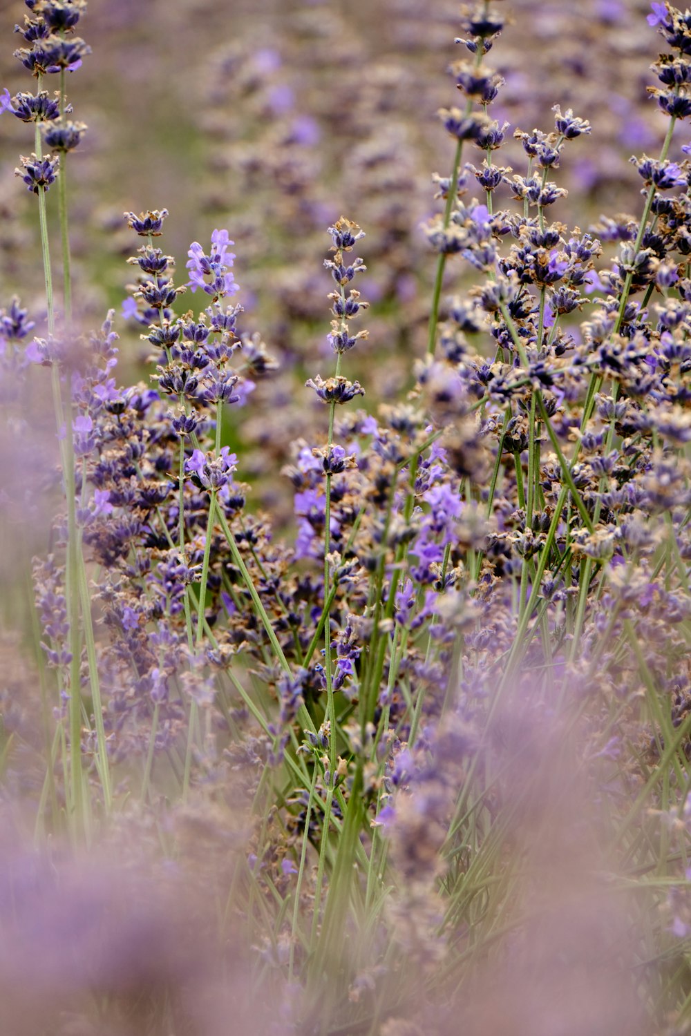 a close up of purple flowers