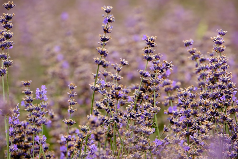 a close up of purple flowers