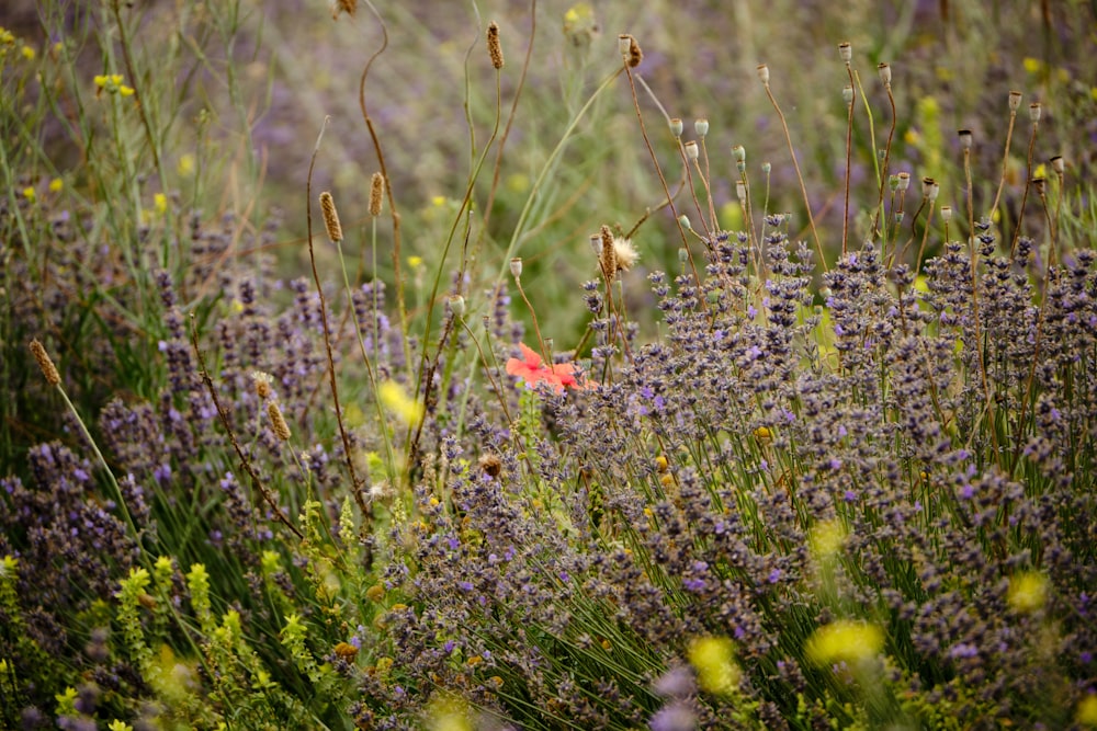 a field of purple flowers