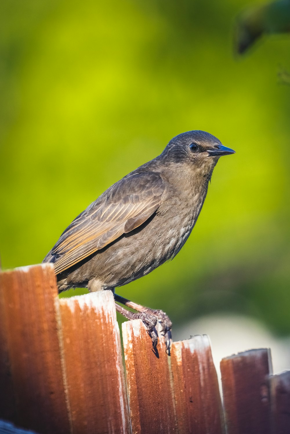 a bird perched on a wood fence