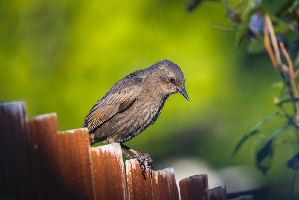Ein Vogel sitzt auf einem Zaun