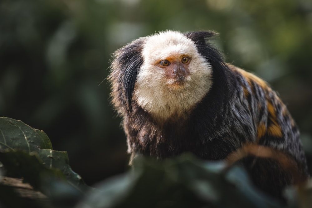 un hibou assis sur une branche