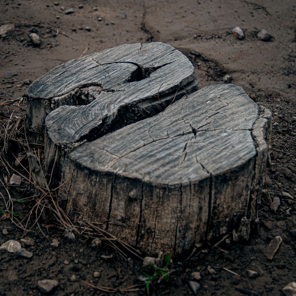 a tree stump on the ground