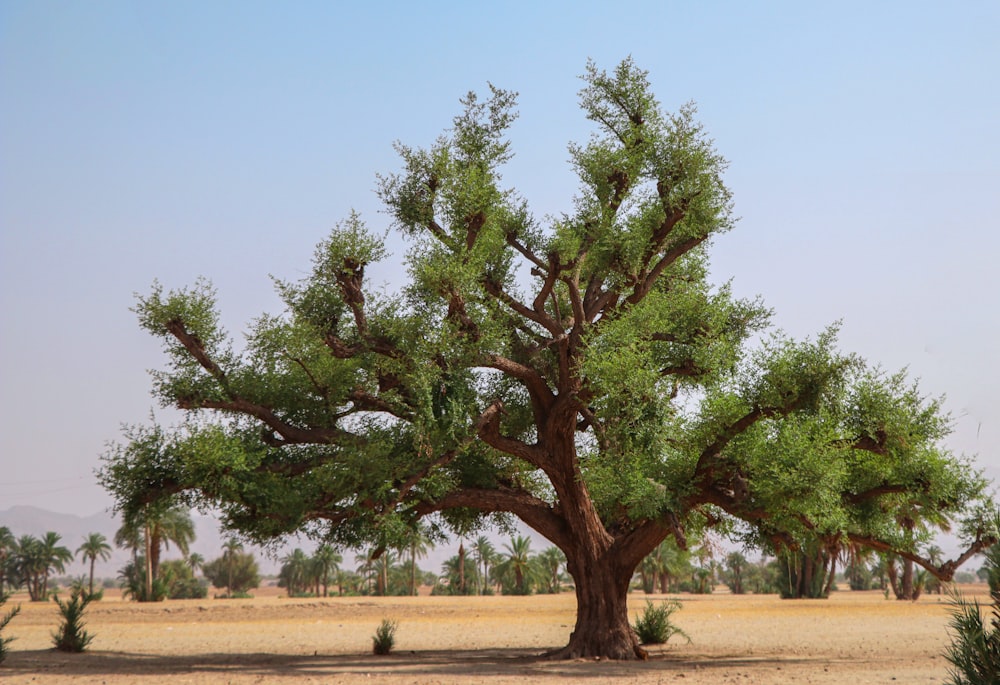 a tree in a field