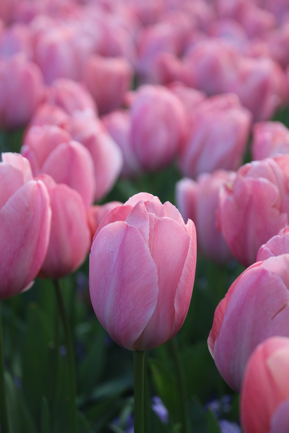 a group of pink flowers