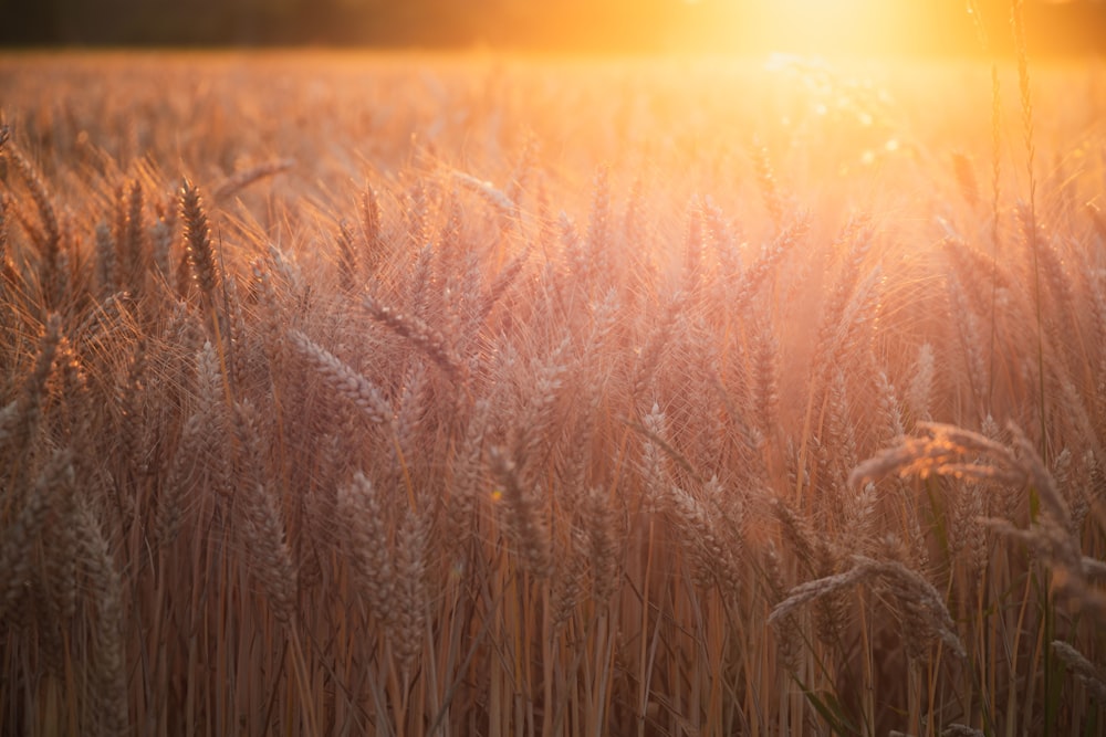 a field of wheat