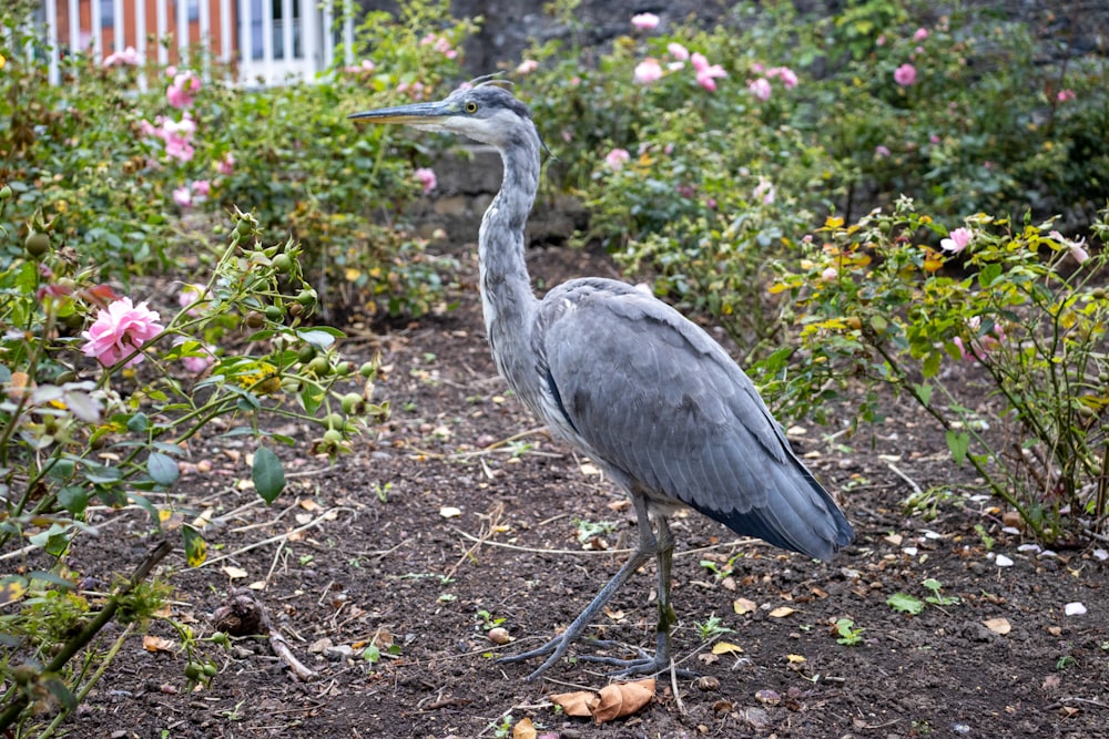 a bird standing in a garden