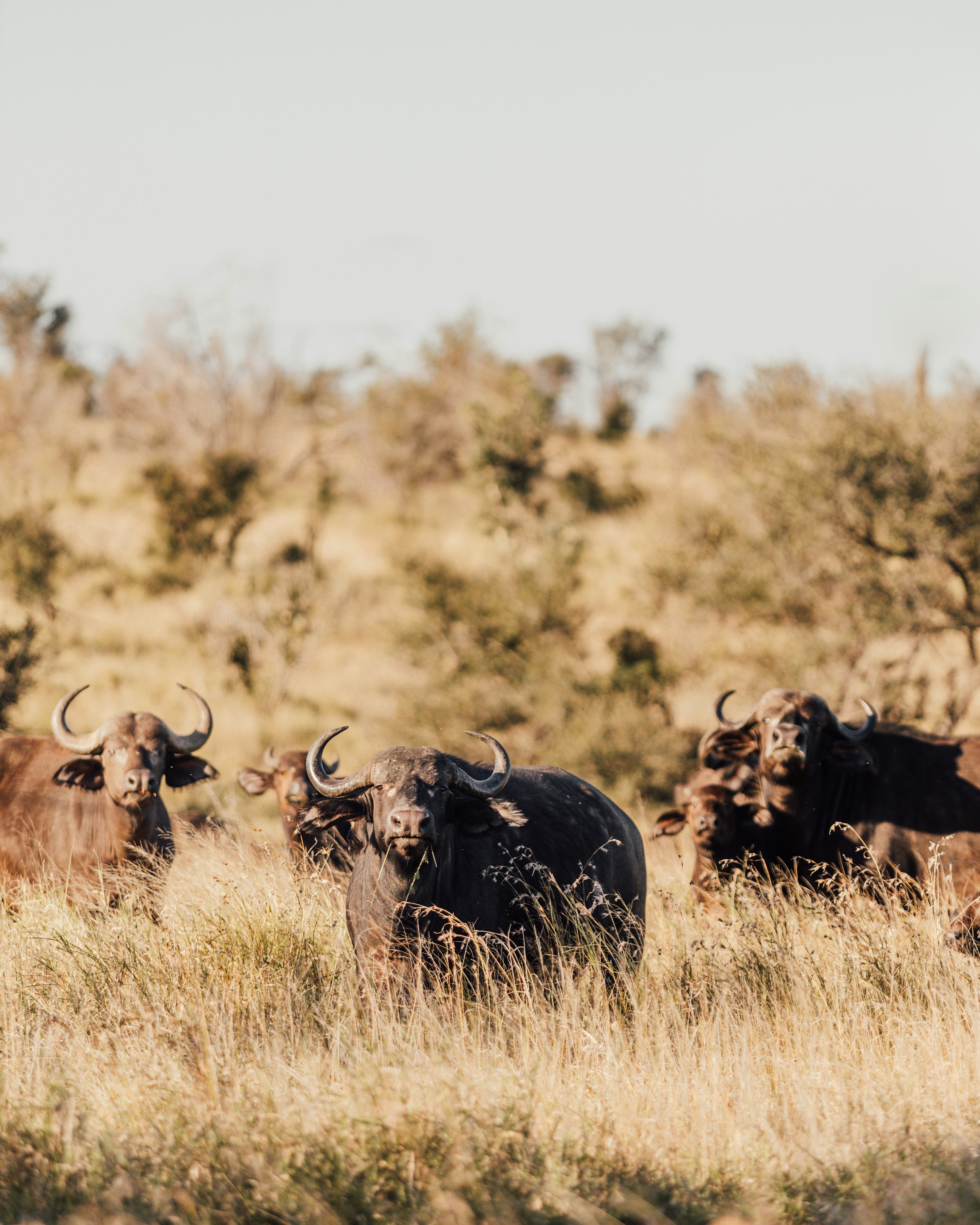 Cape Buffalo