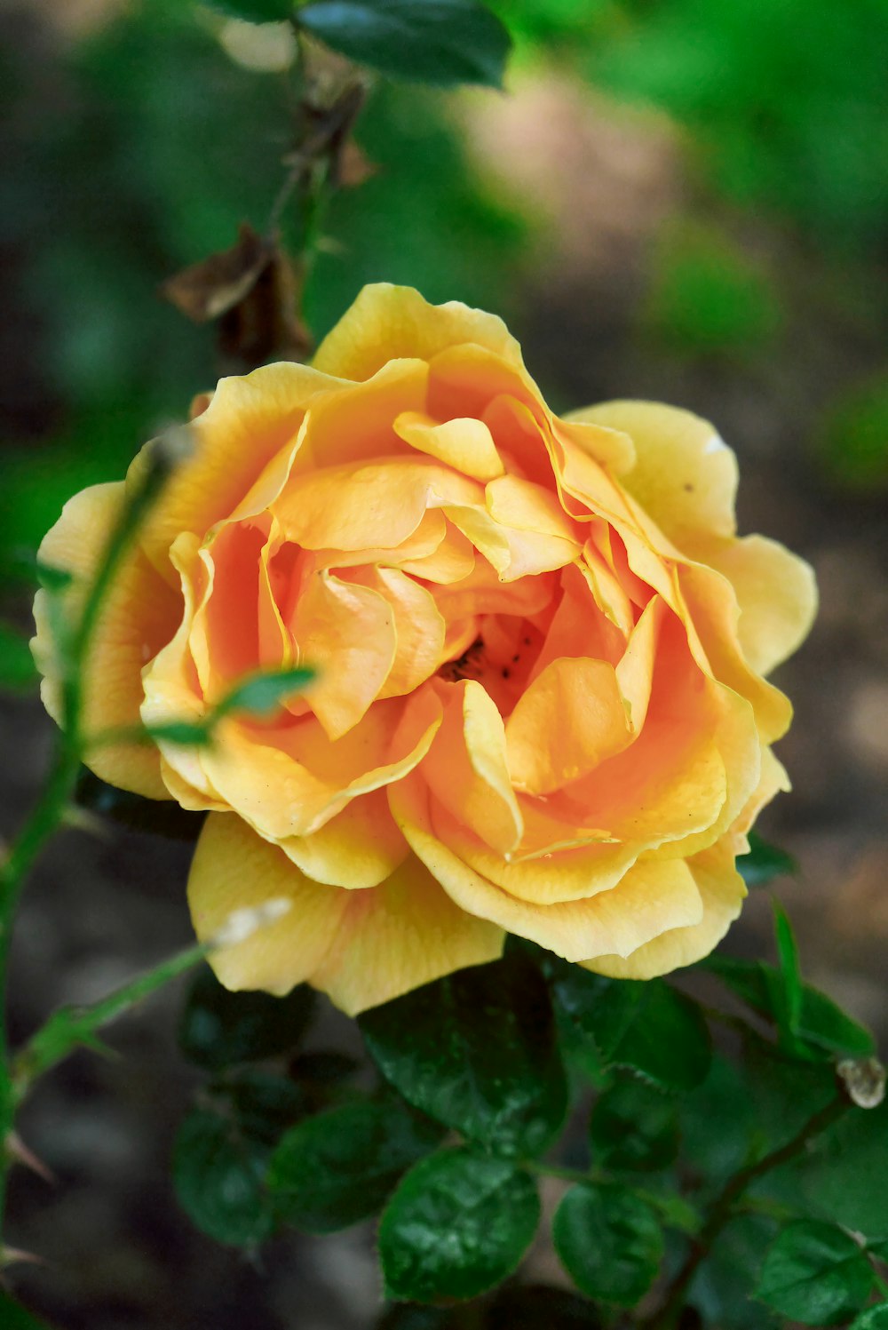 um close up de uma rosa amarela