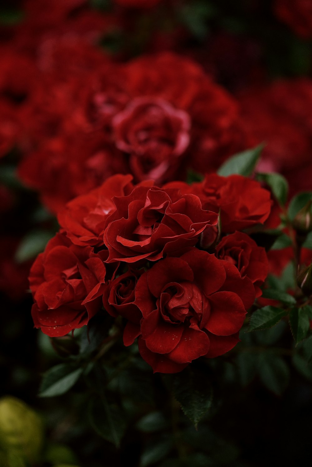 a group of red roses