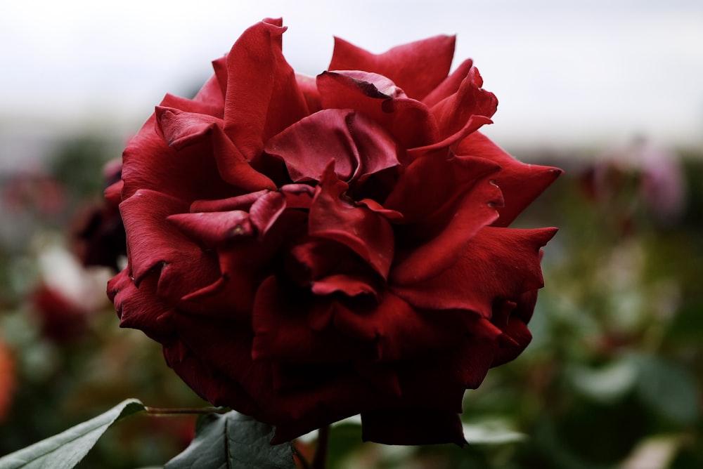 a close up of a flower