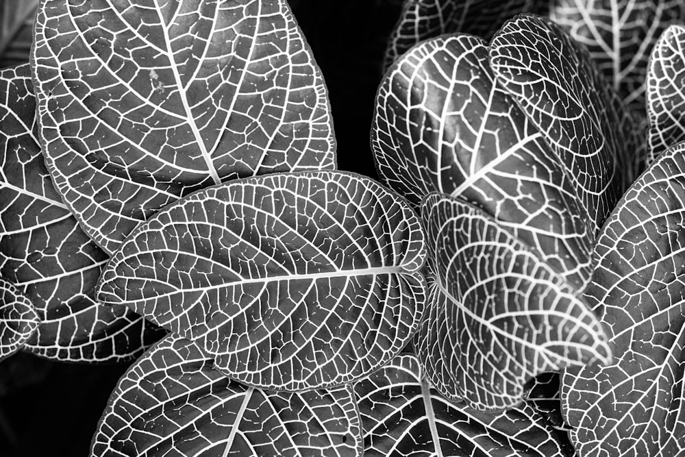 a close-up of a leaf