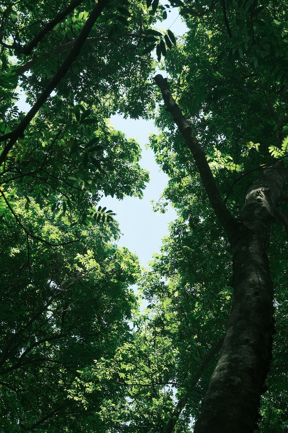 looking up at trees and sky