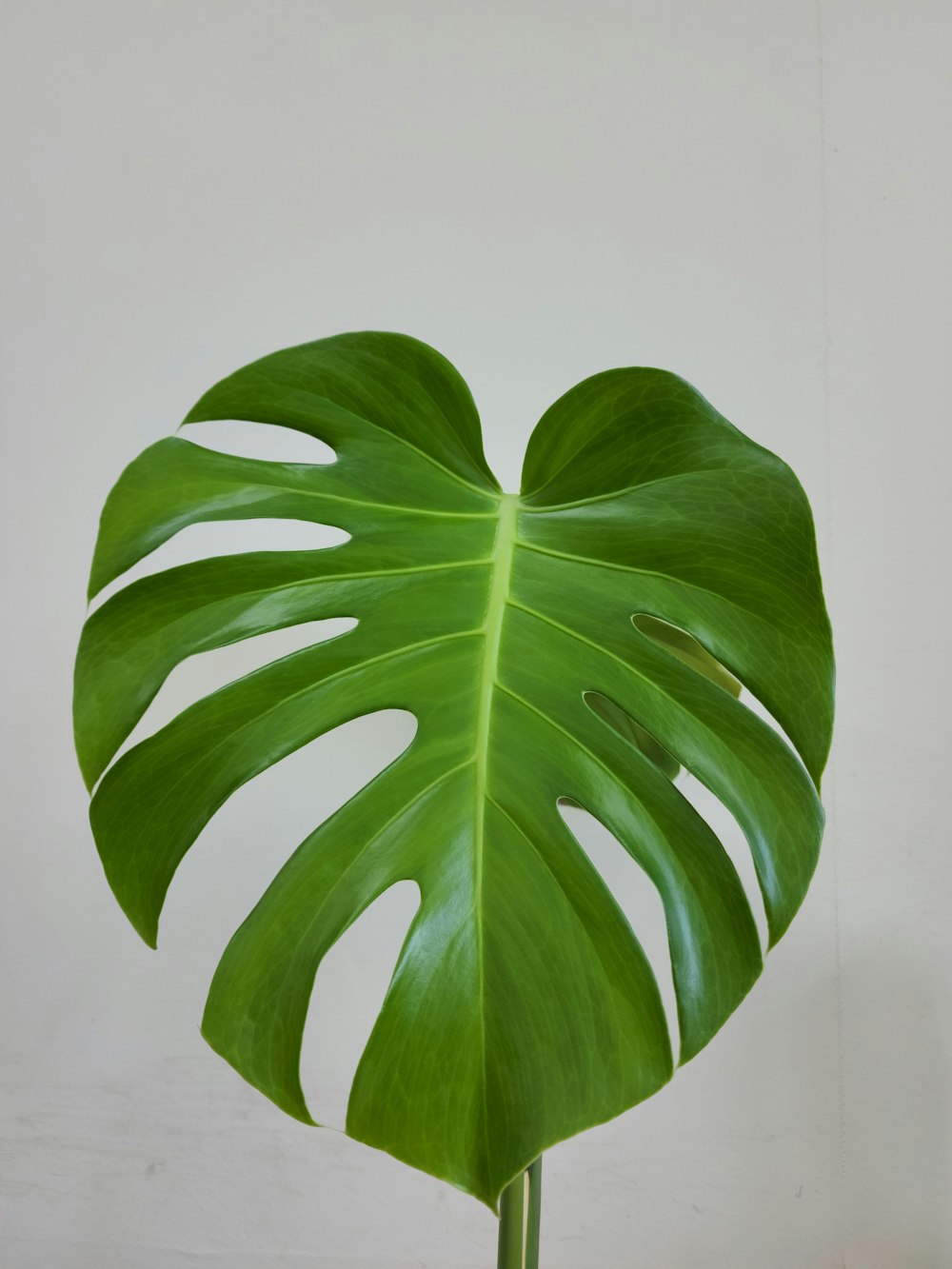 a close-up of a leaf