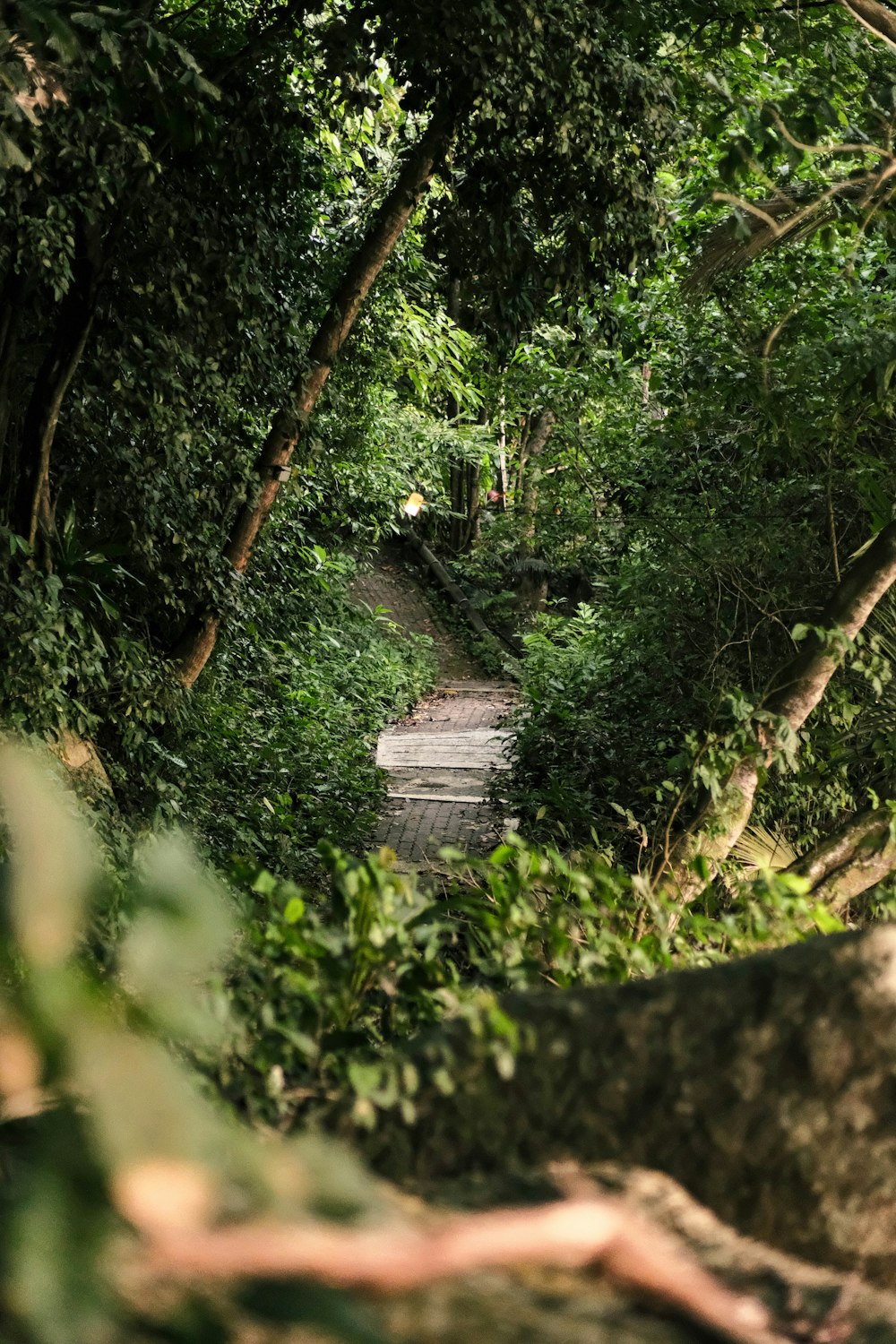 a path through a forest