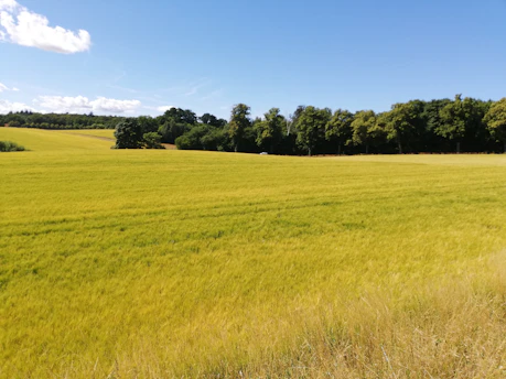Wide shot of freshly cleared land bordered by trees under a bright blue sky.