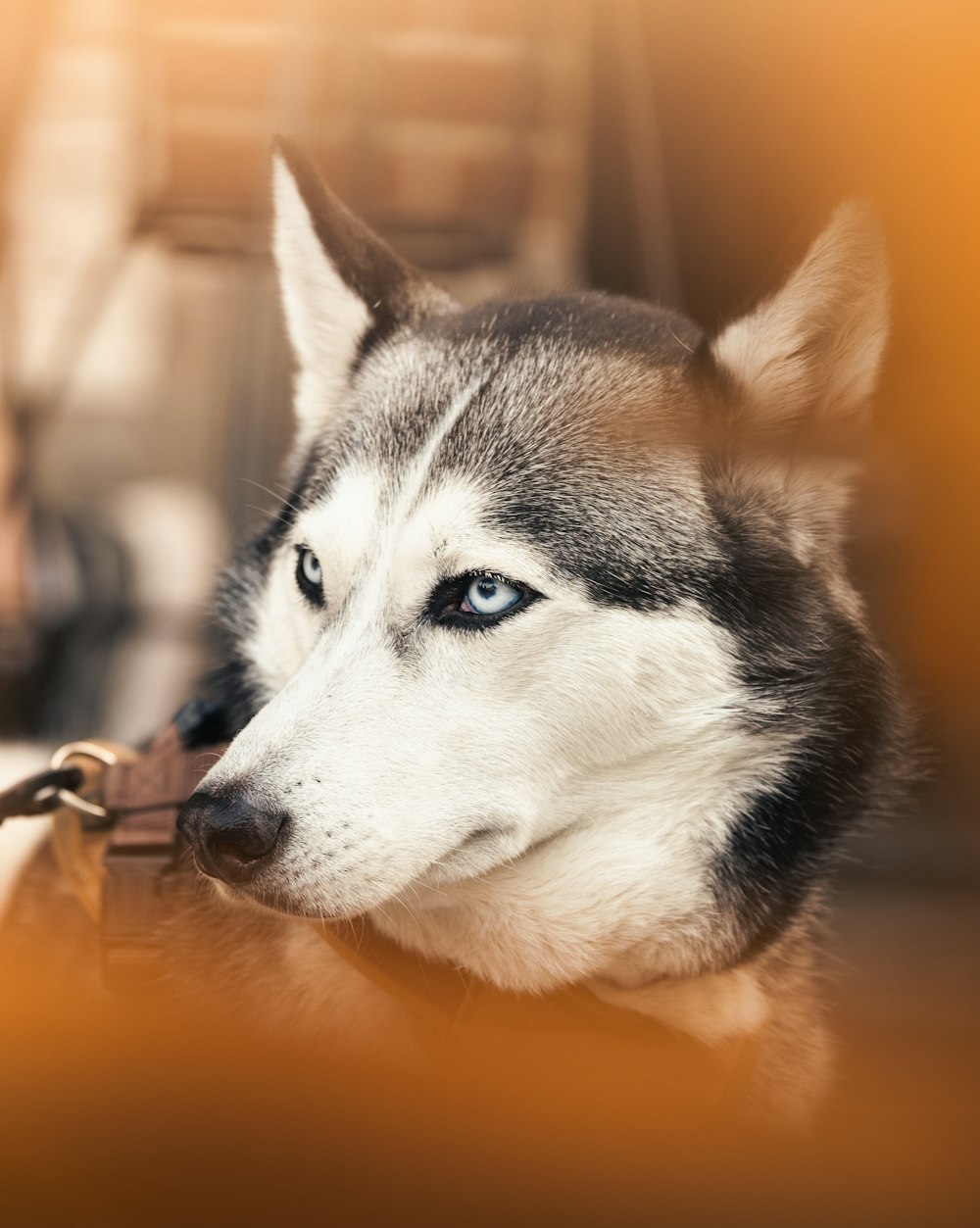 Un cane che guarda la telecamera foto – Bergen op zoom Immagine