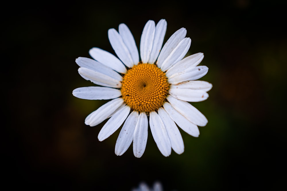 una flor blanca con un centro amarillo