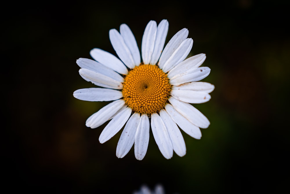 a white flower with a yellow center