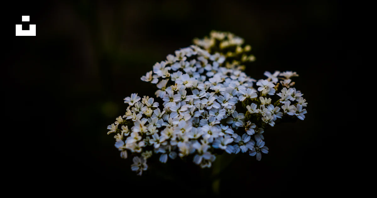 A close up of a flower photo – Free Flower Image on Unsplash