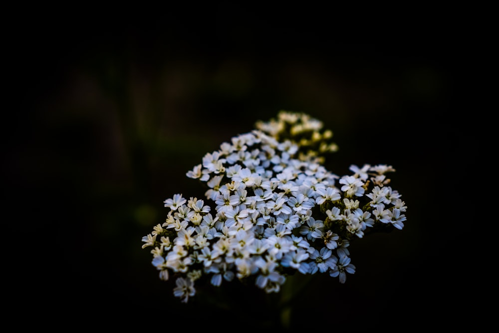 a close up of a flower