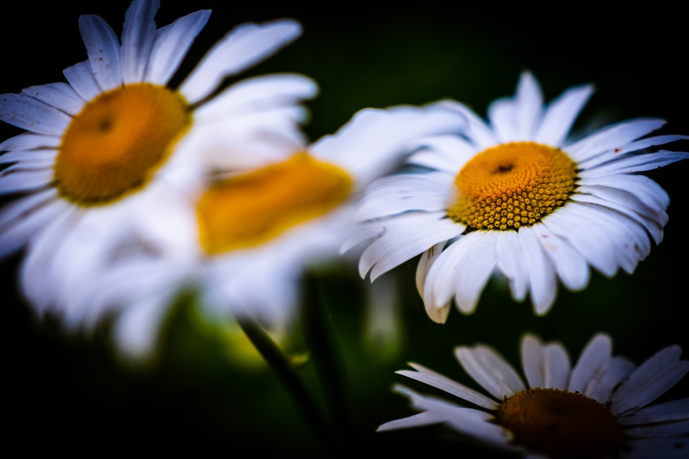 a group of white and yellow flowers