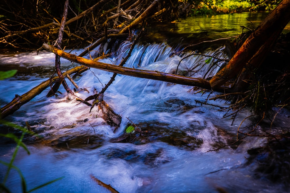 a stream with trees and branches