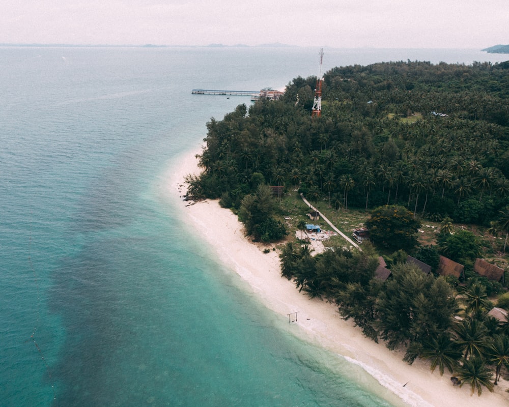 a beach with trees and a body of water