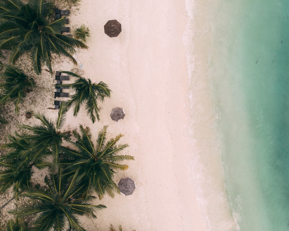 a white wall with palm trees