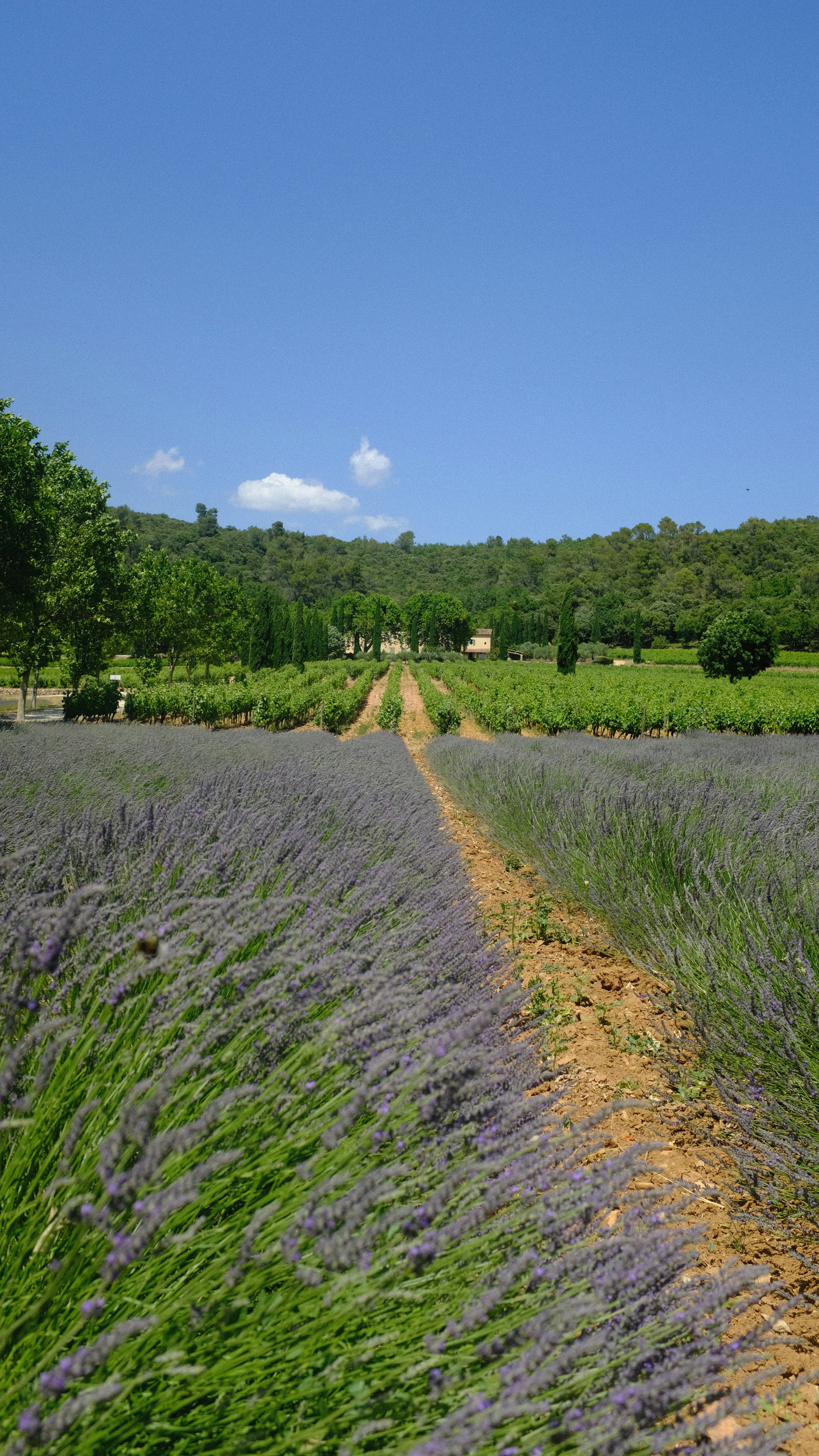 Photo by chenhanozel