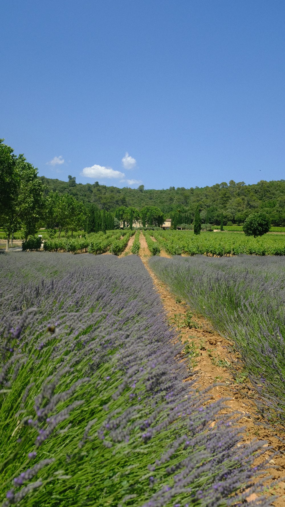 a field of purple flowers