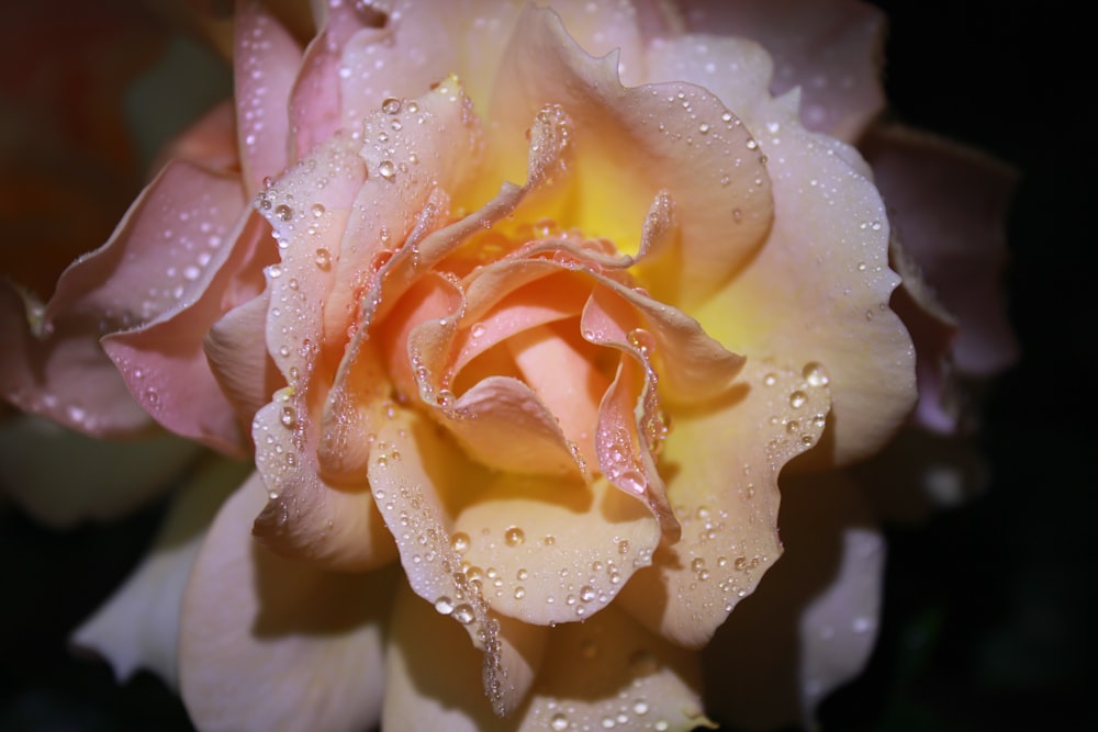 a close up of a rose