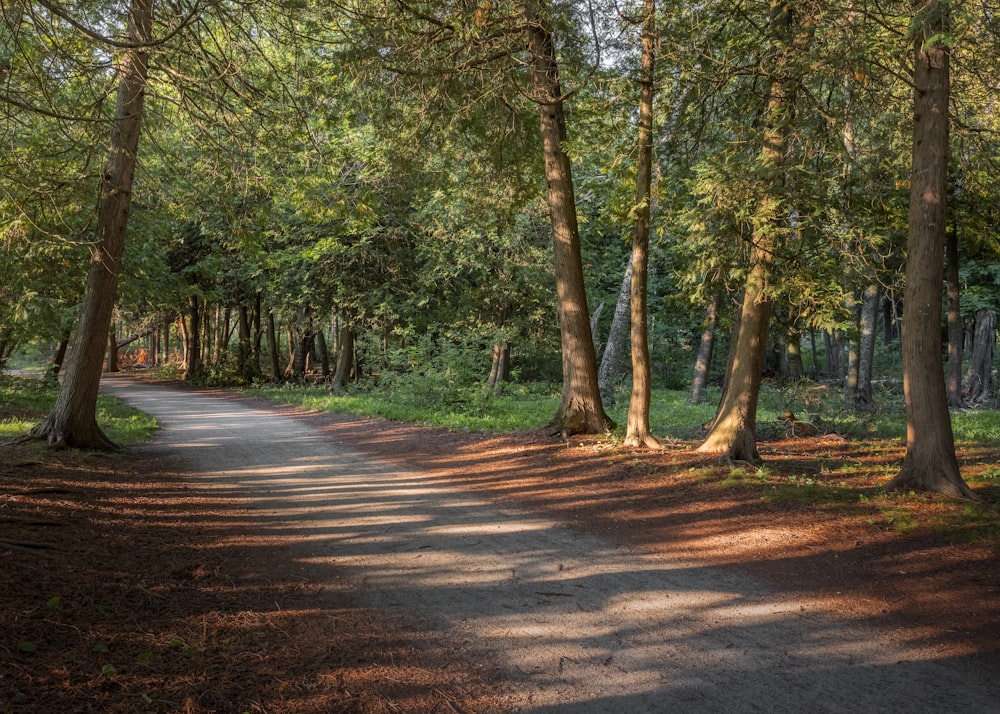 a dirt road in a forest