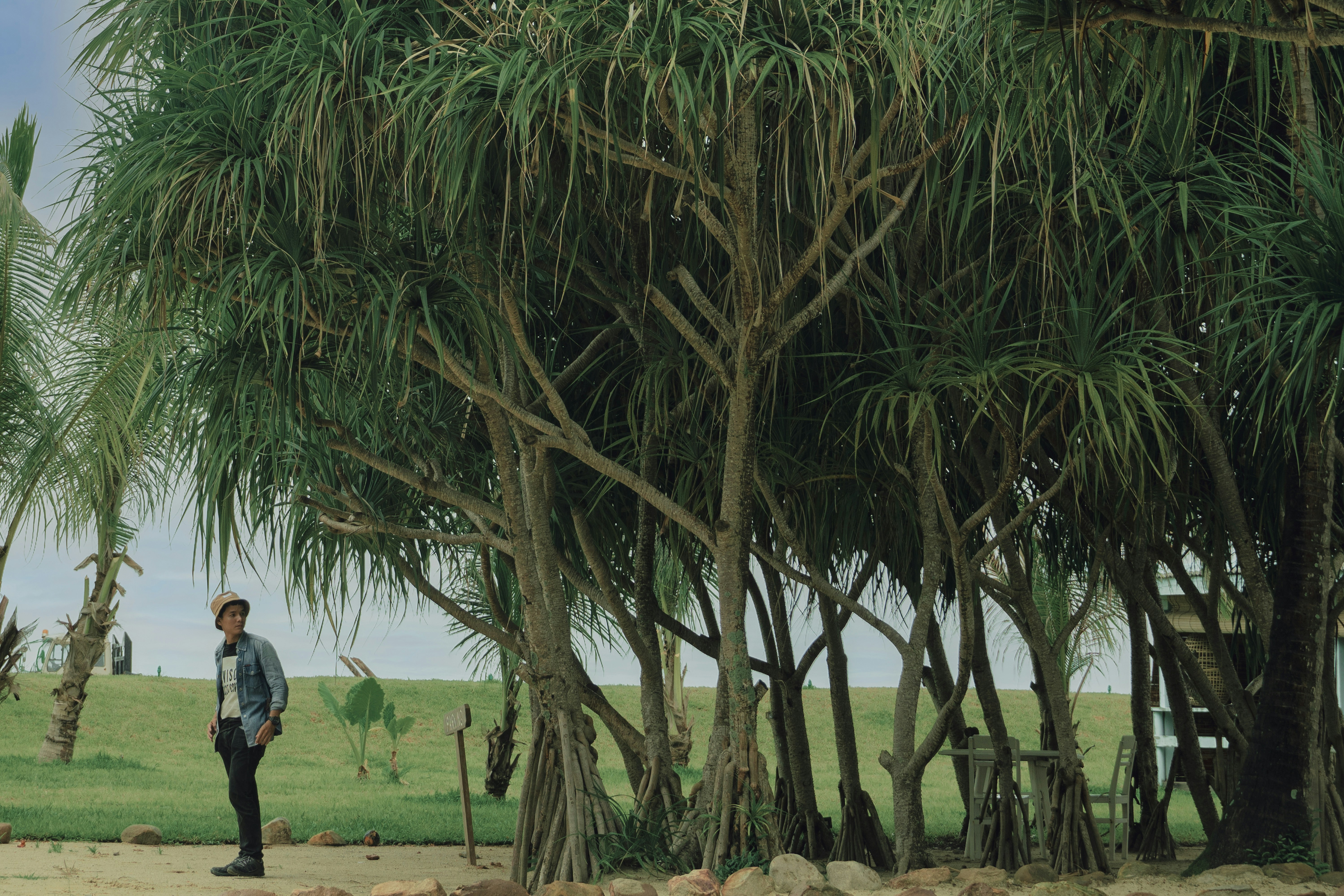 A person standing next to a tree photo – Free Cambodia man at kompot ...