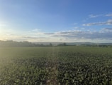 Close-up of healthy crops growing on the farmland in early morning light.