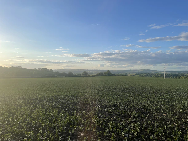 A sunlit field of ripe crops with workers tending the plants in the early morning.