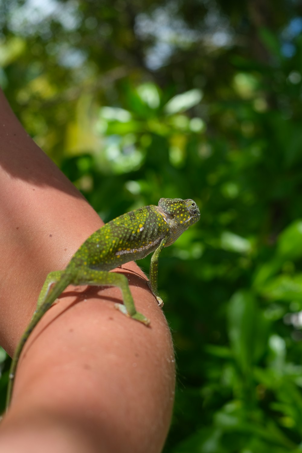 um pequeno lagarto no dedo de uma pessoa