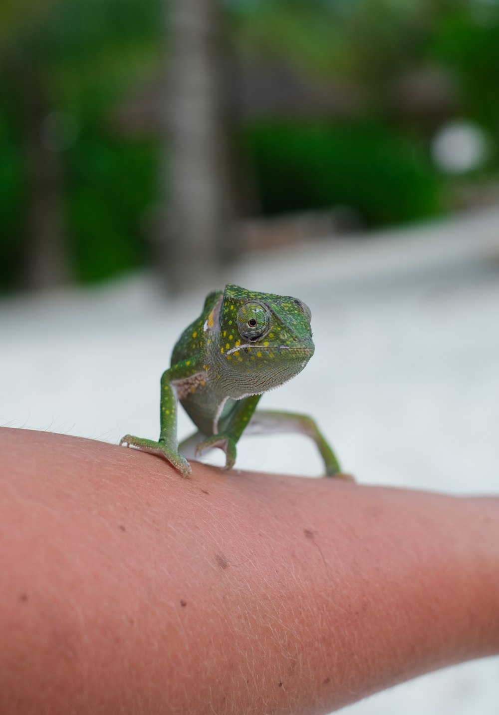 a small green frog on a person's finger