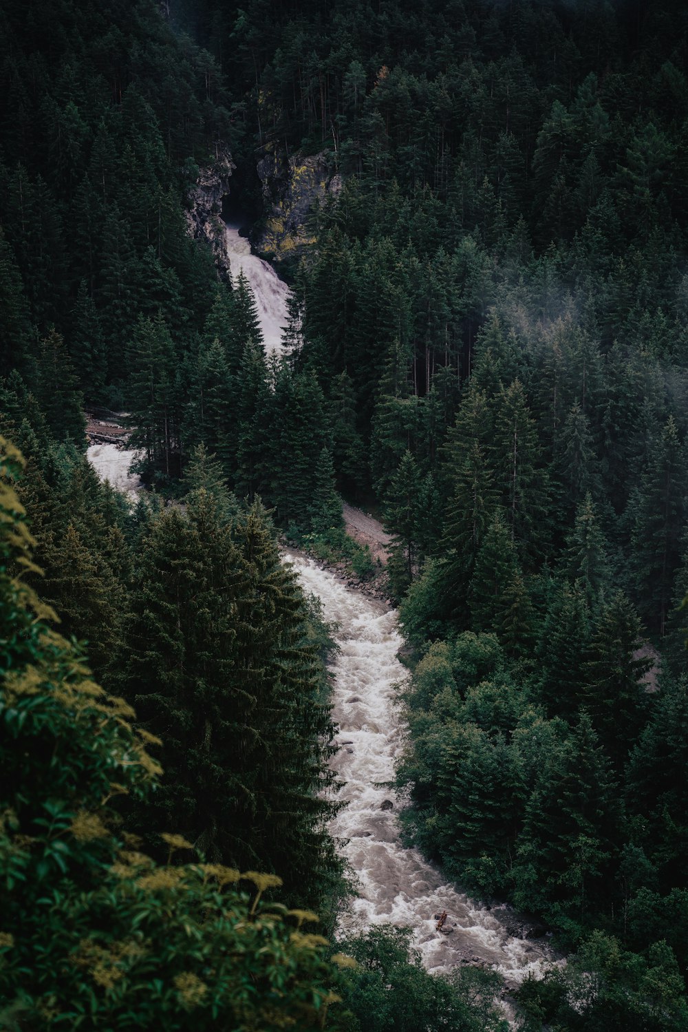 a dirt road through a forest