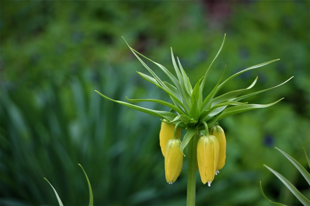 a close up of a plant