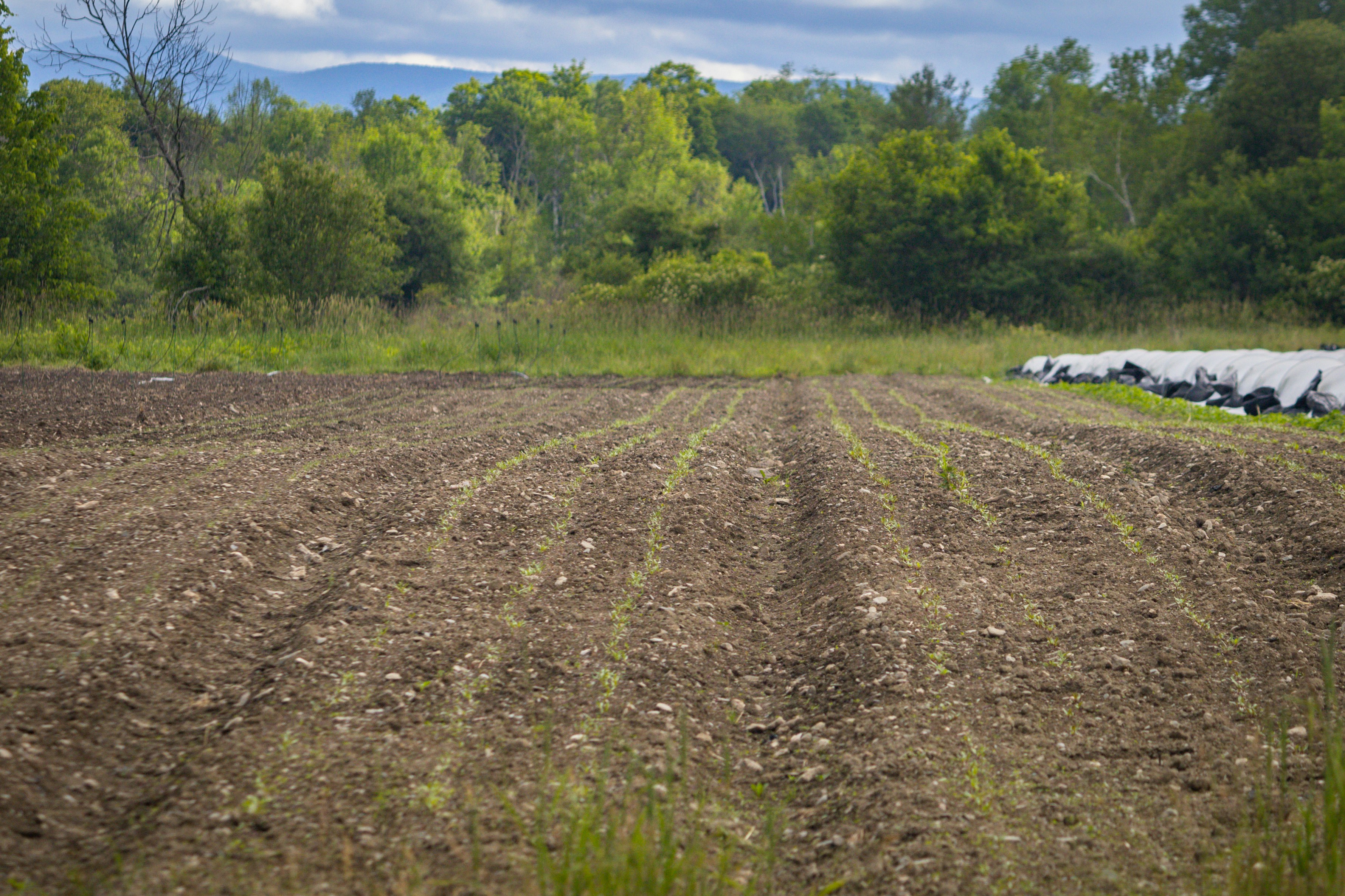 A visual representing agriculture or pesticides.