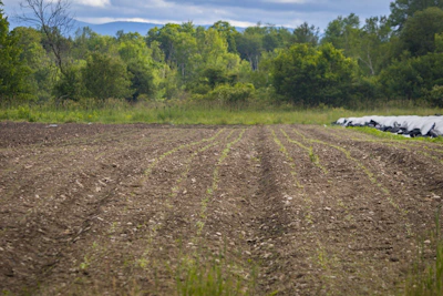 a dirt road with trees on the side